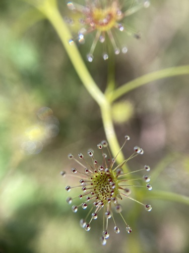 Drosera erythrogyne