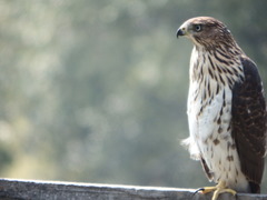 Accipiter cooperii