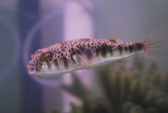 Tetractenos hamiltoni