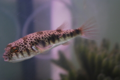 Tetractenos hamiltoni