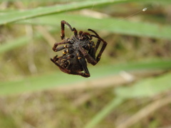 Parawixia bistriata