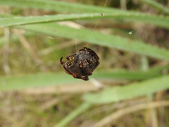 Parawixia bistriata