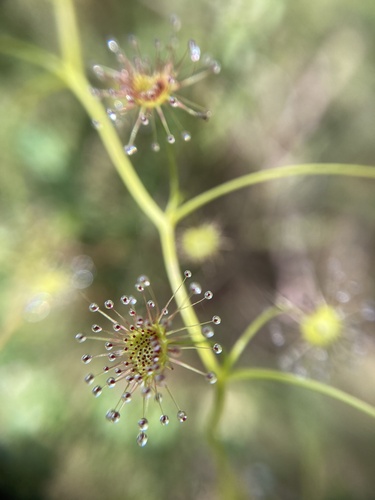 Drosera erythrogyne