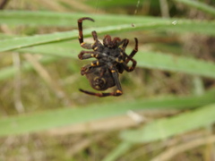 Parawixia bistriata
