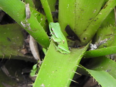Boana pulchella