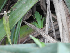 Boana pulchella