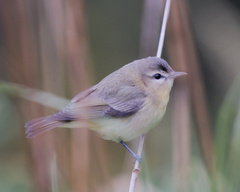 Vireo philadelphicus