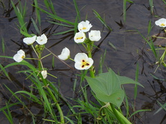 Sagittaria montevidensis