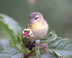 Vireo philadelphicus
