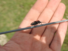Largus rufipennis