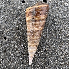 Maoricolpus roseus