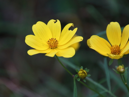 Image of Bidens trichosperma by (c) psweet, some rights reserved (CC BY-SA)