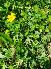 Potentilla glaucophylla