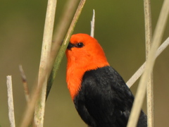 Amblyramphus holosericeus