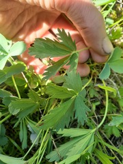 Potentilla glaucophylla