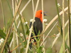 Amblyramphus holosericeus