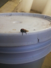 Homalodisca vitripennis