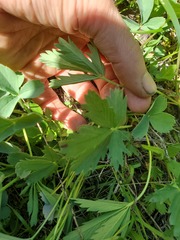 Potentilla glaucophylla