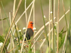 Amblyramphus holosericeus