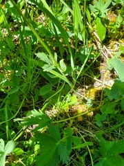 Potentilla glaucophylla