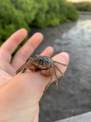 Aratus pisonii