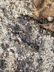 Lygaeoidea