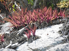 Tradescantia spathacea