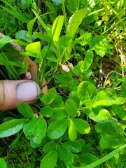 Vaccinium cespitosum