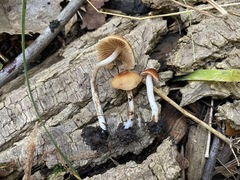 Psilocybe caerulipes