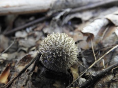 Lycoperdon mauryanum