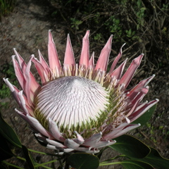 Protea cynaroides