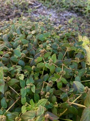 Euphorbia ophthalmica