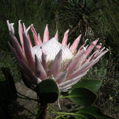 Protea cynaroides