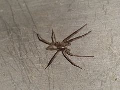 Araneomorphae