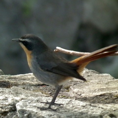 Cossypha caffra caffra