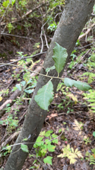 Hedycarya arborea