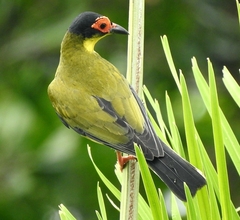 Sphecotheres vieilloti