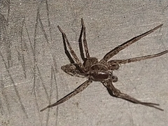 Araneomorphae