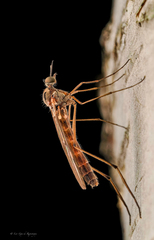 Sylvicola