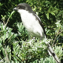 Lanius collaris collaris