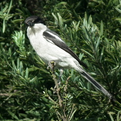 Lanius collaris collaris