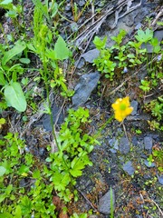 Ranunculus eschscholtzii