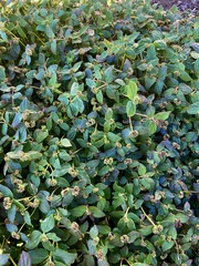 Euphorbia ophthalmica