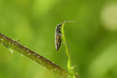 Oedemera lurida
