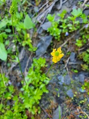 Ranunculus eschscholtzii