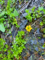 Ranunculus eschscholtzii