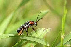 Cantharis rustica