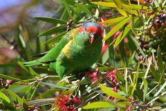 Glossopsitta concinna