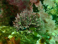 Corallina officinalis