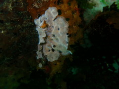 Membranipora membranacea